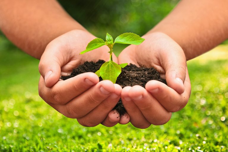 Green plant in a child hands on natural background