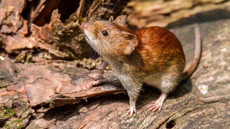 INFORMACION SOBRE HANTAVIRUS